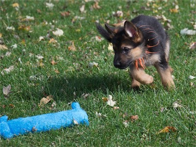 Orange: hey, what's this new toy?!