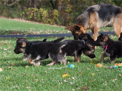 Many of the puppies milling around.