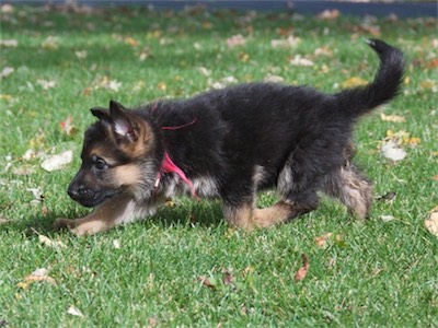 Pink in mid-stride.