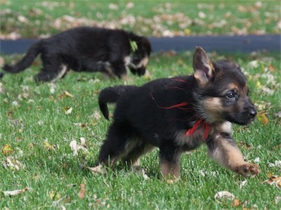 Red began to run, and Green got distracted.