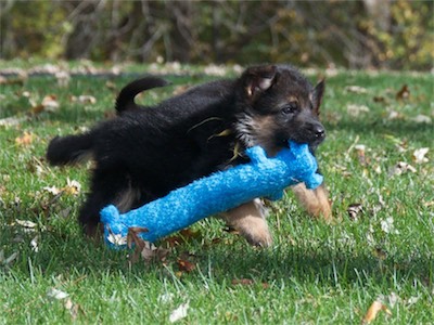 Yellow carrying the new toy, with another puppy along side.