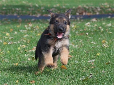 Orange looks so happy when he runs.