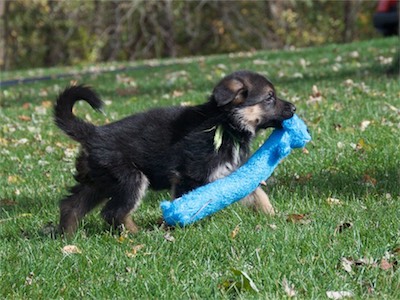 Green's turn with the toy.