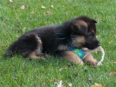 Blue with a ball tug.