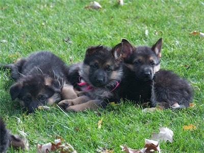 Orange with his head on sister Pink, along side Green.