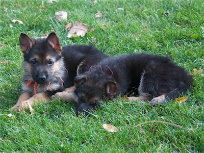 Orange and Pink still lying together.