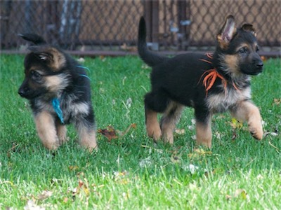 Blue and Orange headiing in different directions.