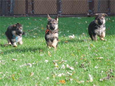 Blue, Orange and White in a race.