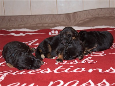 Male puppy on the left (Blue), Females on the right (Pink, Yellow & White)