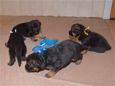 The puppies circling the toys.