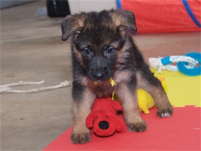 Yellow with the red toy.