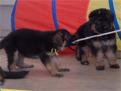 Yellow playing tug.