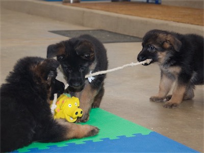 Blue, White and Yellow in a three-way tug.