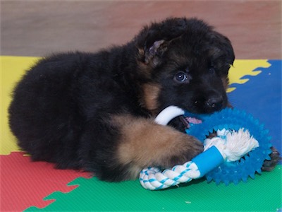 Blue with the ring toy.