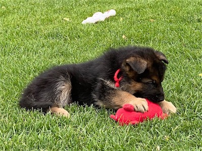 Reg playing with a toy.