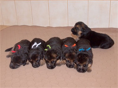 All six puppies, with Red getting a little second wind.