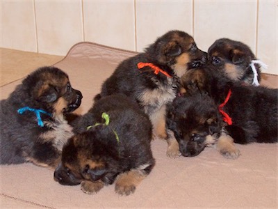 All the puppies!