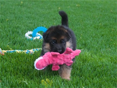 Green carrying the stuffed toy.