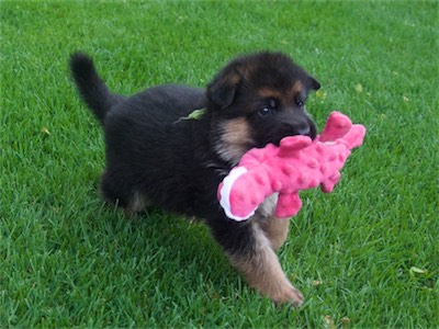 Green carrying the stuffed toy.