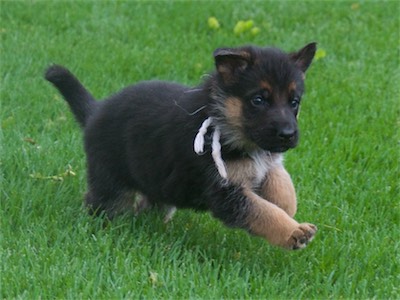 White in mid-stride.