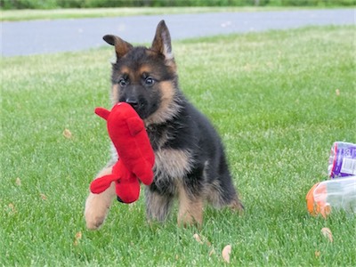 Red carrying a red toy.