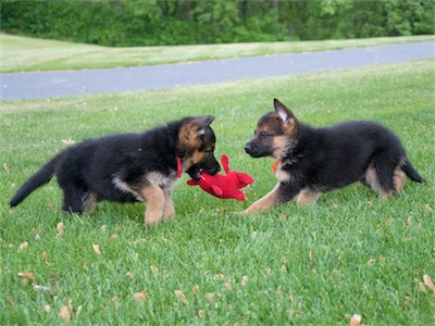 Red still with the toy and Orange running over to play too.