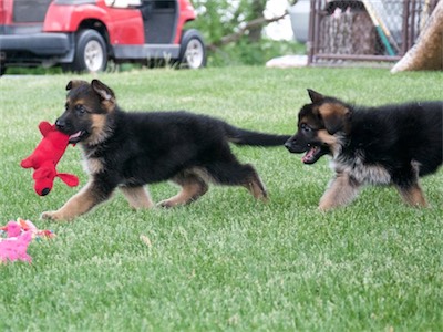 Red being chased by Green.