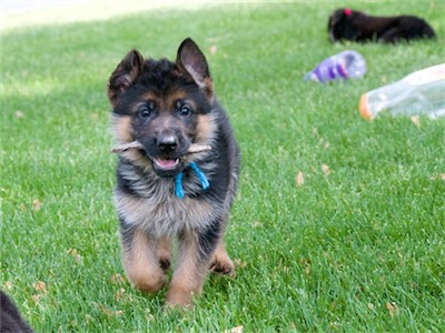 Blue running with a stick.