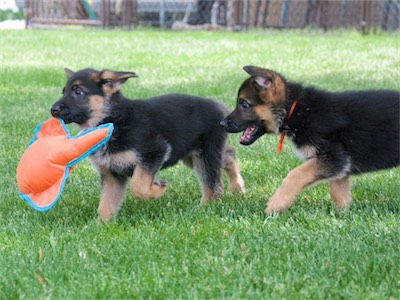 White carrying a toy followed by Orange.