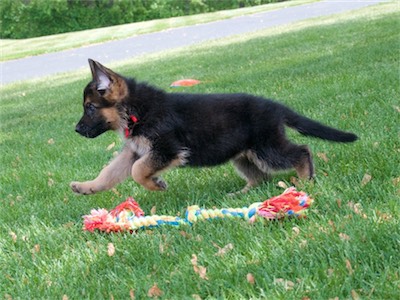 Red mid-stride.