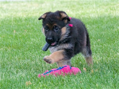 Pink carrying black plastic.