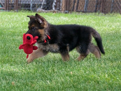 Red with the toy again.