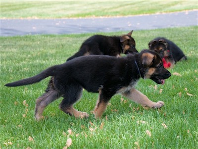 White mid-stride in front of Orange and Red.