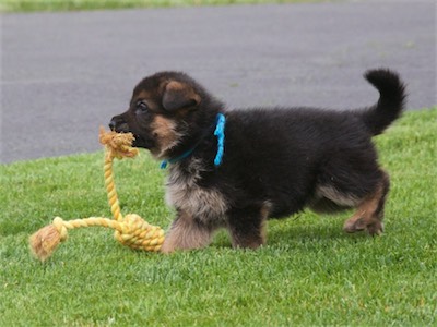 Blue carrying a small tug.