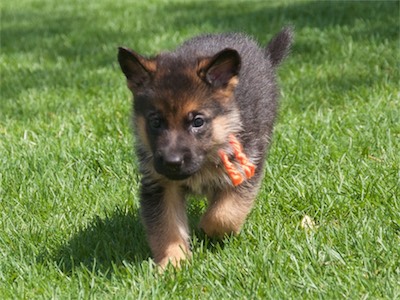 Preview of Orange with his ears up!