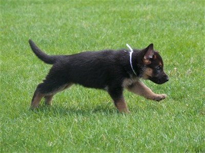 White mid-stride.