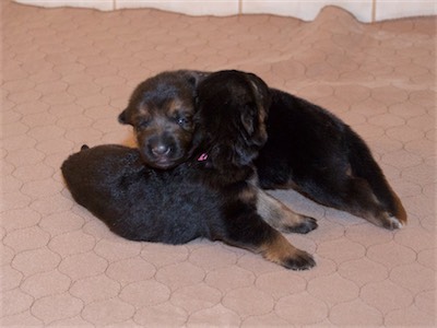 The girls (Pink and White). Notice White's left eye is barely open.