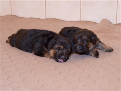 The girls (White and Pink). Pink on the right.