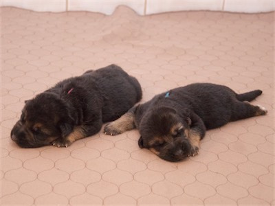 The boys (Red and Blue). They were sleepy!