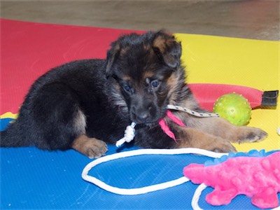 Pink holding a ball tug.