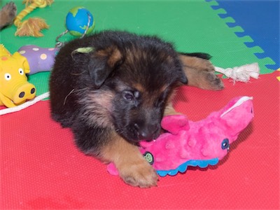 Green playing with the pink gator.