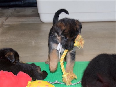 White carrying a thin rope toy.