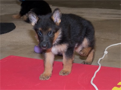 Yellow now has his ears up.