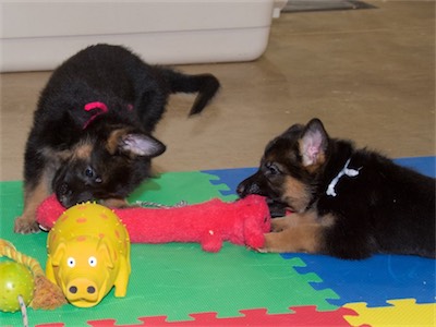 The sisters Pink and White sharing the fun.