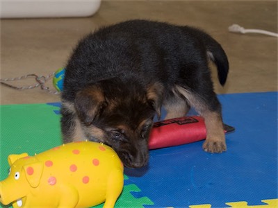 Blue checking out the squeaky pig.