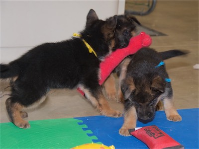 Green carrying the toy as Yellow watches and Blue goes for the firehose toy.