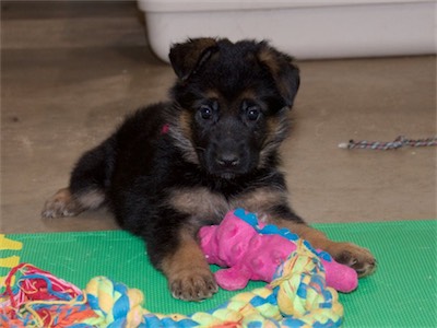 Pink looking adorable.