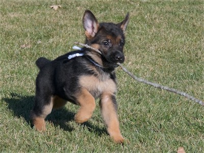 White carrying a stick.