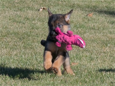 White carrying the toy.