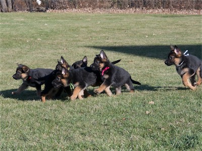 All of the puppies following mom (Olivia).